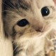 用户名：猫***