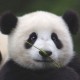 用户名：pet***