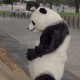 用户名：hon***